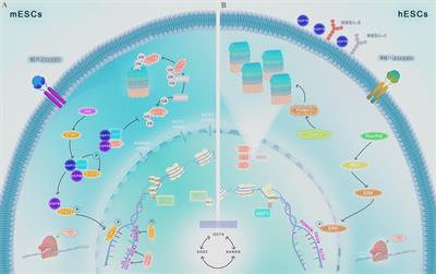 Chaperones and Beyond as Key Players in Pluripotency Maintenance